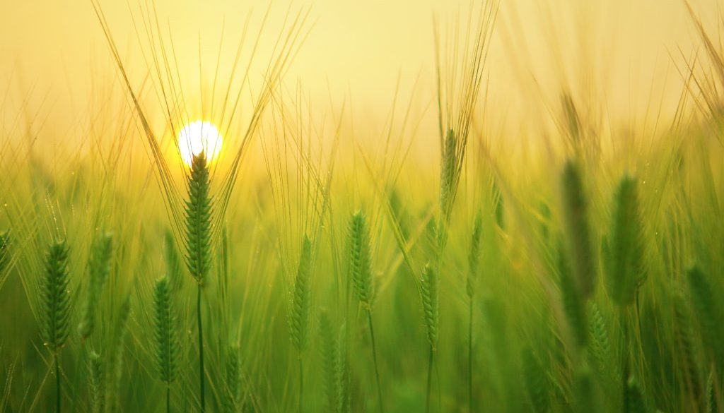 agriculture-barley-field-beautiful-207247