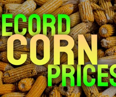 Record Corn Prices - December 2024