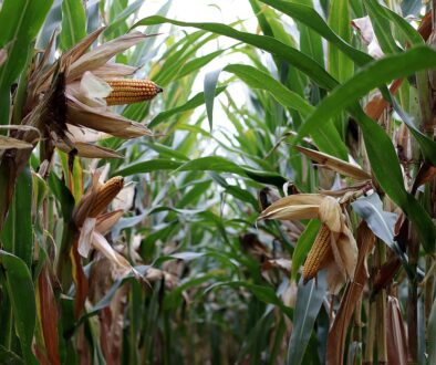 corn and grain market 2025