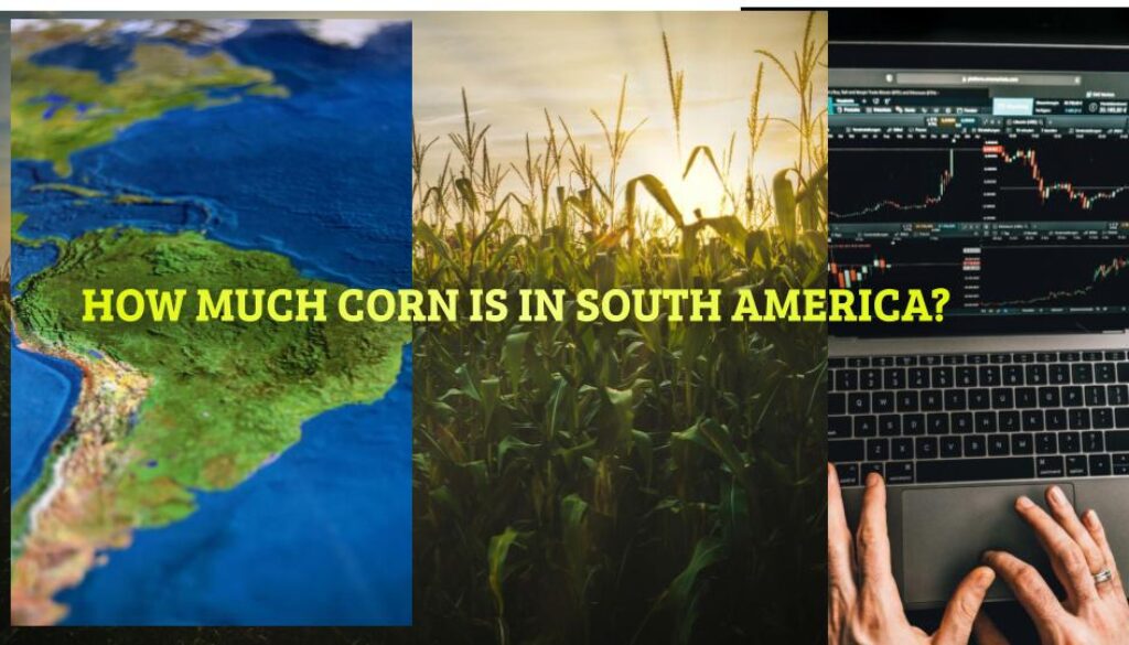 corn markets and south america