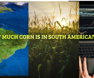 corn markets and south america